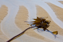 Harris_20080504_112