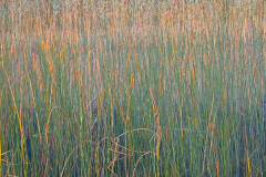 MG_1499SQ