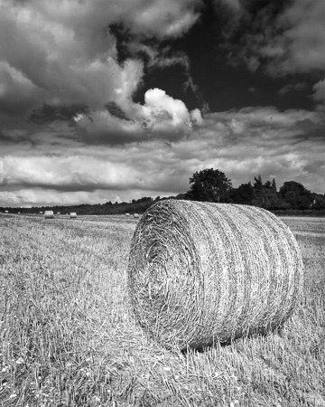 Harvest_18_Edit_3