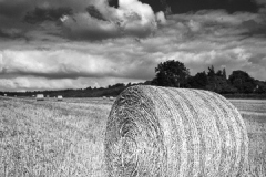 Harvest_18_Edit_3