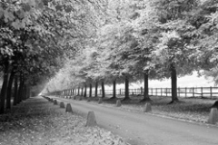 MG_1514PANBW