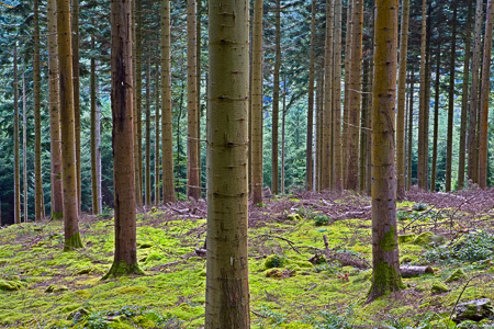 BYCForest
