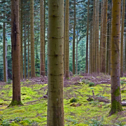 BYCForest