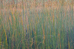 MG_1499SQ