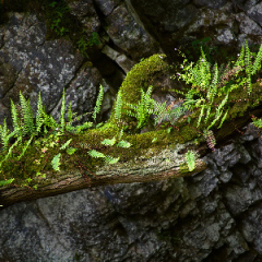 Fern_Rock