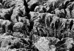 Limestone_Pavement_PAN