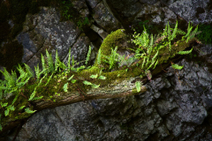 Fern_Rock